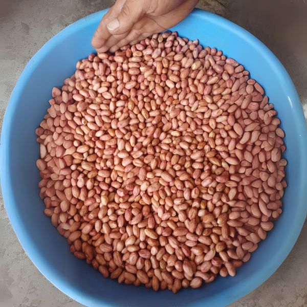 Peanuts from 인도 supplied by A&M Commodities llc - 8-9% 땅콩 알맹이