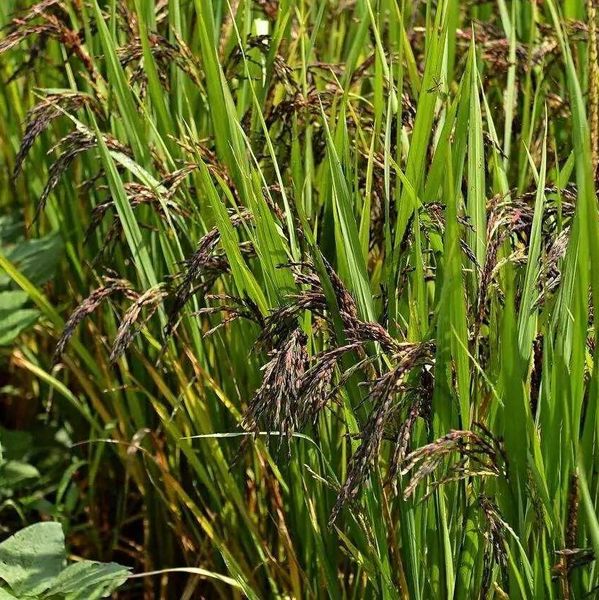 Dark rice from 중국 supplied by Chenggu County Dechengkang Information Consulting Service - 1121 Long Grain Basmati 쌀