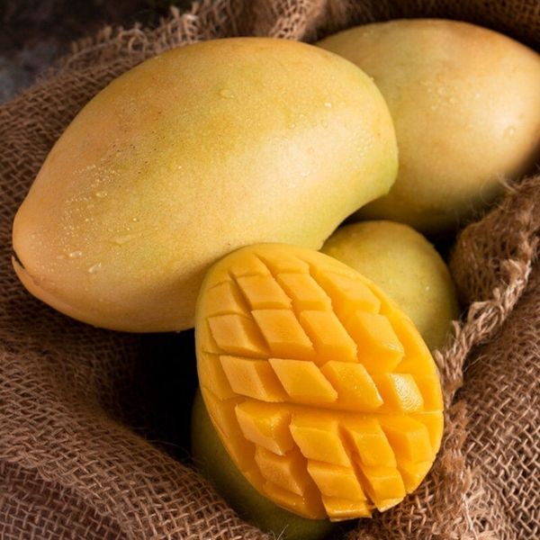 Cat Chu Mango from 베트남 supplied by AGRIHUB - Size: <8 (=Less than 8) 신선 망고