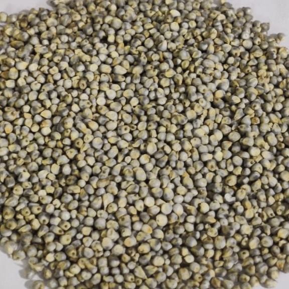 Green Millets - Bold from 인도 supplied by A&M Commodities llc - Fresh 밀레