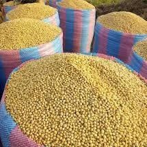 Soybean from Nigeria supplied by Blackrose interbiz investment Ltd - Tanba Kuromame (=Tanba Black Edamame) Soybean