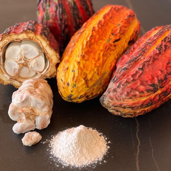 Cacao Mucilage Powder from Ecuador supplied by DLIP Industrial - Powder Cocoa Powder
