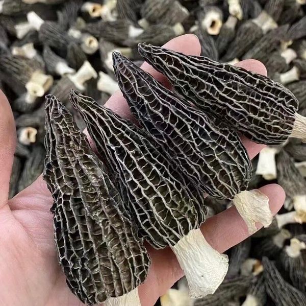 Morel mushroom from 중국 supplied by Chenggu County Dechengkang Information Consulting Service - Button 기타 신선 버섯류