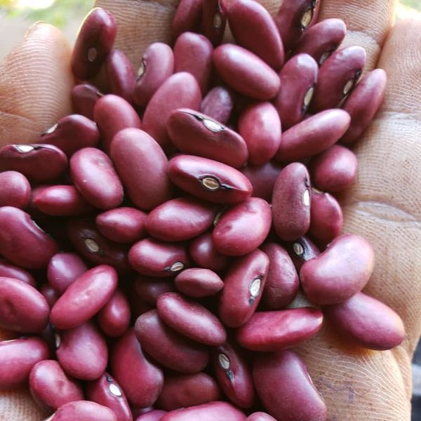 Red Kidney Beans (Small size) from Tanzania supplied by AFRICA AGRICULTURE EXPORTERS (AAE) - Raw Sweet Red Beans