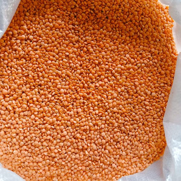 Red Lentils from 인도 supplied by A&M Commodities llc - Red Lentil - Unspecified 말린 렌틸