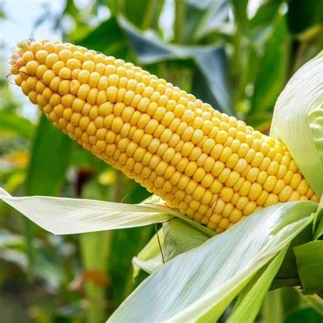 Corn Maize from Pakistan supplied by GreenOx Collaborative - 50 kg Maize (Corn)