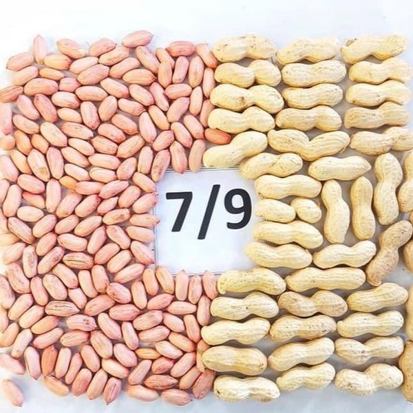 raw peaunts size 7/9 from 이집트 supplied by AL ALAMIA NUTS - 라지 생땅콩