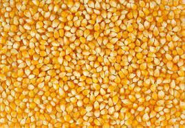 Maize from 인도 supplied by Asian Tea and Exports Ltd. - 옥수수