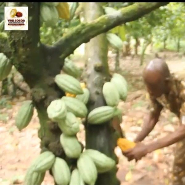Cocoa beans from 나이지리아 supplied by VINI COCOA PLANTATION NIG.LTD - 원물 코코아콩