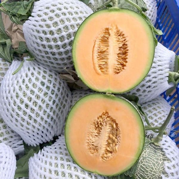 Fresh Cantaloupe from Vietnam supplied by AGRIHUB - Size: >12 (=Larger than 12=12+) Fresh Melon (Muskmelon)