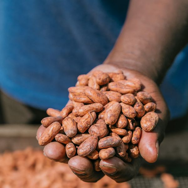 Raw cocoa Beans from Ecuador supplied by Fresh Costa CIA Lta. - Sun Dried Cocoa Bean