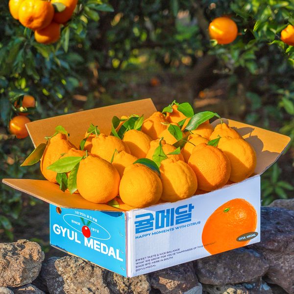 Hallabong from 대한민국 supplied by 주식회사 귤메달 농업회사법인 - Fresh (=Chilled) 기타 신선 감귤류