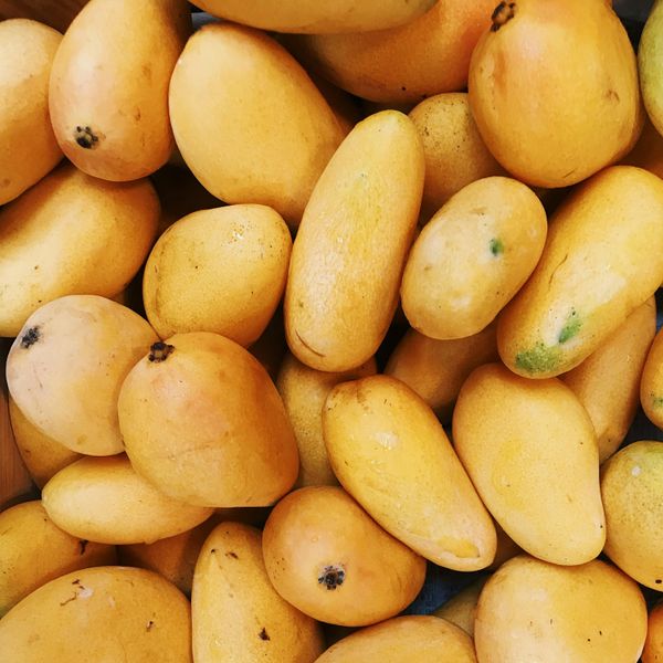 MANGO from 미얀마 [버마] supplied by AHJIN Transportation Co., LTD - 신선 망고