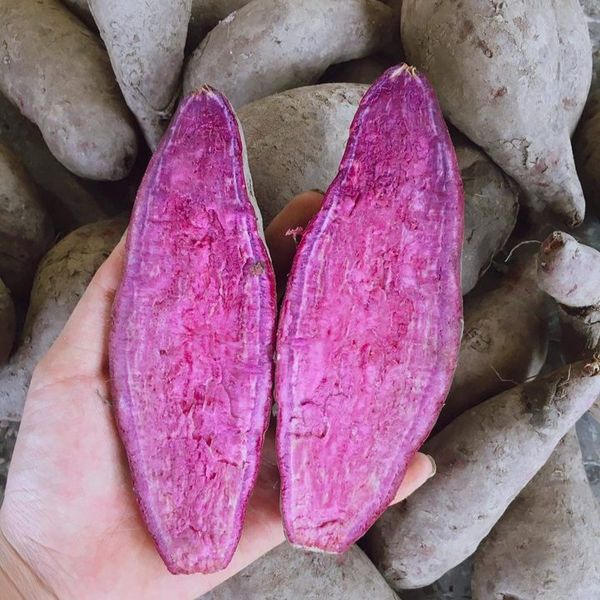 Purple Sweet Potato from Vietnam supplied by AGRIHUB - New Fresh Common Potato