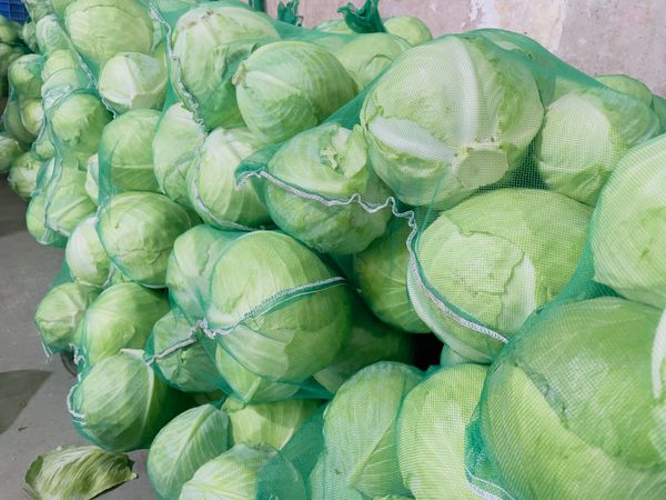 Cabbage from 인도 supplied by International Trading Corporation (India) - 신선 양배추