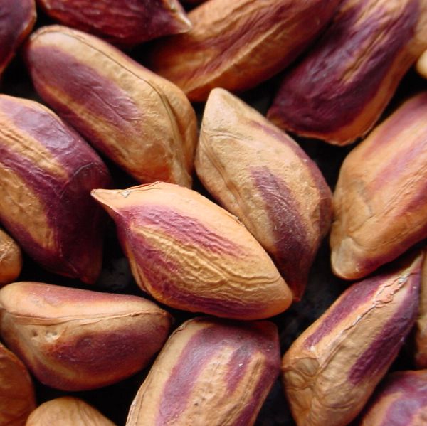 Peanuts Organic from 에콰도르 supplied by Fundacion Chankuap - 신선 생땅콩