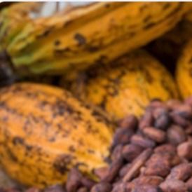 Cocoa beans from 나이지리아 supplied by VINI COCOA PLANTATION NIG.LTD - 원물 코코아콩