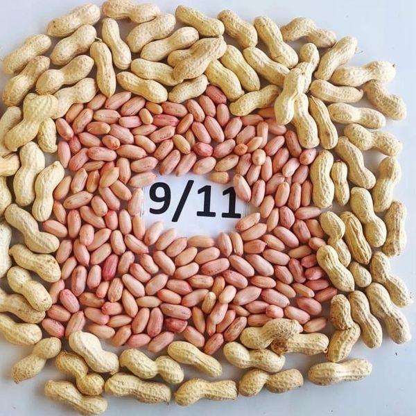 raw peaunts size 9/11 from 이집트 supplied by AL ALAMIA NUTS - 고품질 생땅콩