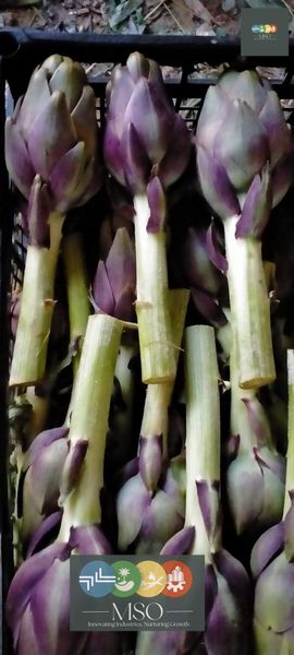Fresh Artichokes Premium Quality from 이집트 supplied by Marryat and Scott for General Trade - 밭 신선 아티초크