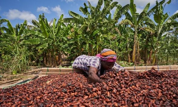 cocoa bean from 코트디부아르 supplied by SOCIÉTÉ COOPÉRATIVE AVEC CONSEIL D’ADMINISTRATION DJOUMAN DE DUEKOUE - 원물 코코아콩