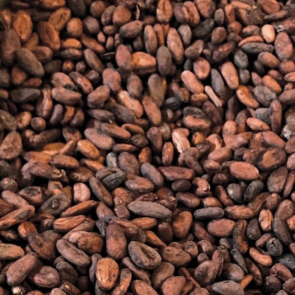 Cocoa pods from 나이지리아 supplied by VINI COCOA PLANTATION NIG.LTD - 원물 코코아콩