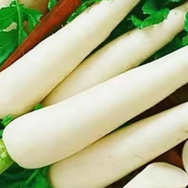 IQF FROZEN WHITE RADISH from 베트남 supplied by Ban Mai Co., Ltd - Frozen 무 가공품