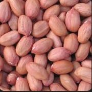 Groundnut from 나이지리아 supplied by JJ Duplo Avti - 로스티드 - 무염 땅콩 알맹이