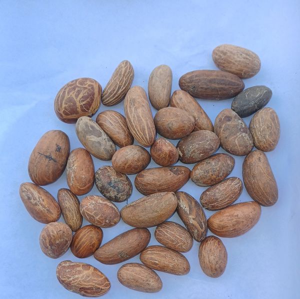 BITTER KOLA from 나이지리아 supplied by GUM ARABIC COMPANY NIGERIA - Medium 콜라너트