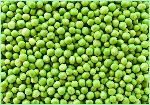 Green Peas from India supplied by Asian Tea and Exports Ltd. - Fresh Common Pea