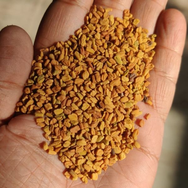 Fenugreek Seeds (Methi) from 인도 supplied by A&M Commodities llc - PP Bags (50kg) 호로파 씨