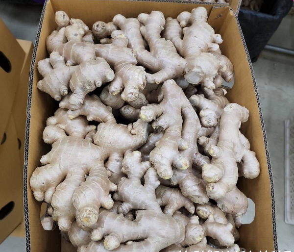 Fresh Ginger from 태국 supplied by Kor Yong Chiang Group - 통생강