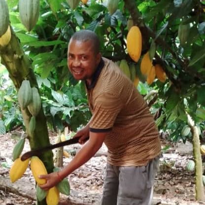 Cocoa pods from 나이지리아 supplied by VINI COCOA PLANTATION NIG.LTD - 원물 코코아콩