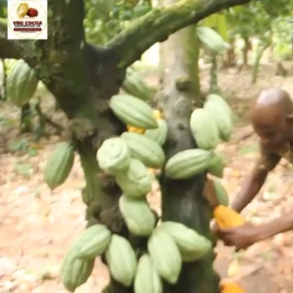 Cocoa pods harvesting in progress by the plantations manager Mr Samuel Igiemwin at VINI cocoa plantation nig.ltd. from 나이지리아 supplied by VINI COCOA PLANTATION NIG.LTD - 원물 코코아콩