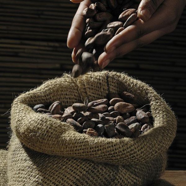 Herencia Esmeraldas – Organic Cocoa Beans from Ecuador supplied by Herencia Chocolate - Sun Dried Cocoa Bean