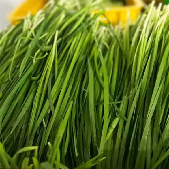 IQF leek/chive from 베트남 supplied by Ban Mai Co., Ltd - Frozen 리크 가공품