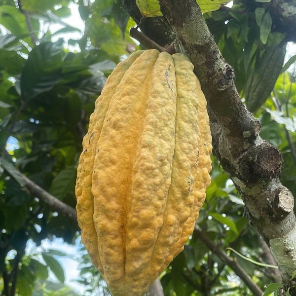 Fine Aroma Cocoa (Cacao Fruit) from 에콰도르 supplied by Asoproguan - 일등품 기타 신선 과일
