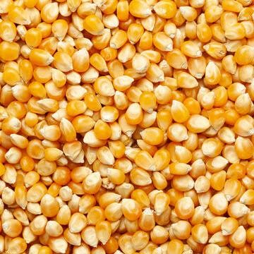 Maize (Corn) from Pakistan supplied by UNIVERSAL ENTERPRISE - Raw Maize (Corn)