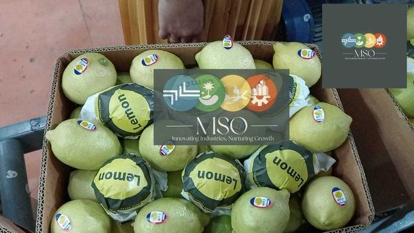 Premium Quality Fresh Citrus Lemon from 이집트 supplied by Marryat and Scott for General Trade - 크기: 108s 신선 레몬