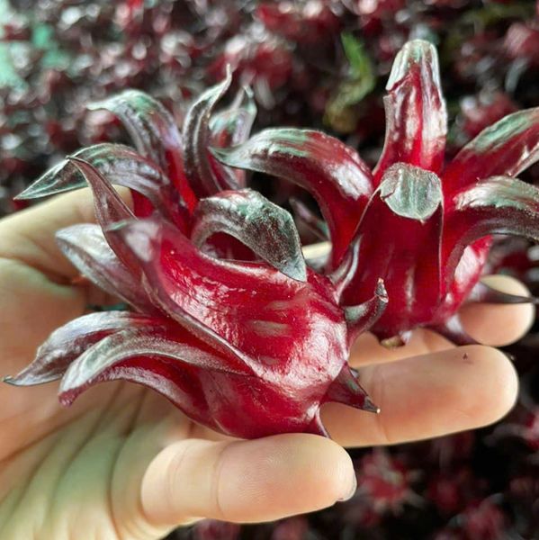 Organic Hibiscus from Vietnam supplied by BIOVALLEY VIET NAM JOINT STOCK COMPANY - Roselle (=Gongura=Hibiscus Sabdariffa) Hibiscus