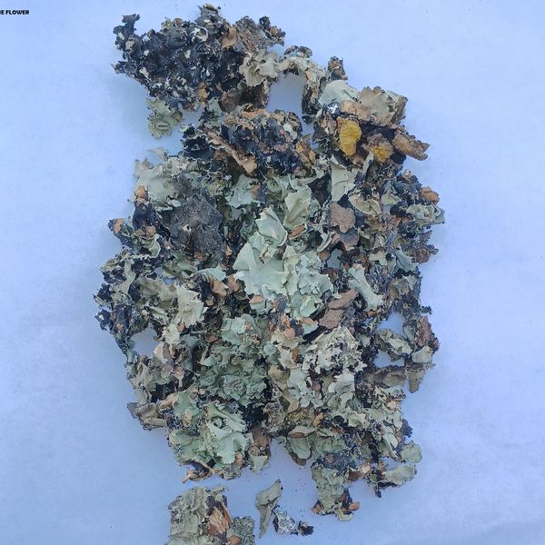 STONE FLOWER from 나이지리아 supplied by GUM ARABIC COMPANY NIGERIA - Excellent Quality 아로마틱 허브