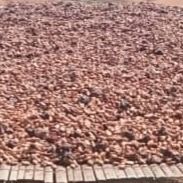 Cocoa beans from 나이지리아 supplied by VINI COCOA PLANTATION NIG.LTD - Sun Dried 코코아콩