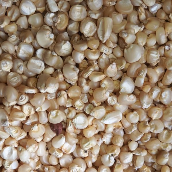 White Maize from 인도 supplied by A&M Commodities llc - Regular 옥수수
