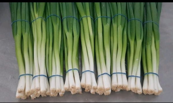 Premium Spring Onion from 이집트 supplied by Marryat and Scott for General Trade - 노지 신선 봄양파