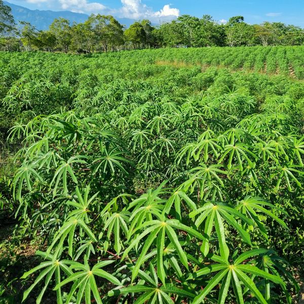 Fresh Cassava :: 60 tons available from Colombia supplied by Radikal Food Club Inc - Farmed Cassava