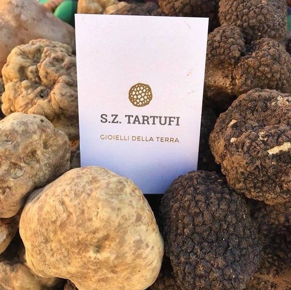 FRESH TRUFFLES from 이탈리아 supplied by S.Z.TARTUFI DI ZACCARDI E SERAFINI SNC - Raw 트러플