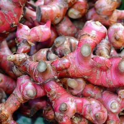 Fresh Red Galangal from 베트남 supplied by TILI Trading Service Company Limited - High Quality 갈랑갈