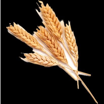 Blé fourrager et humain from Canada supplied by ent lafrance div grains - Wheat