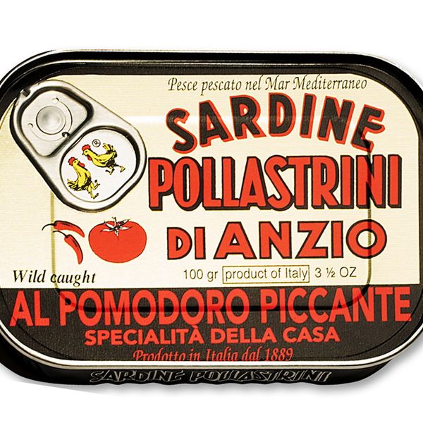 Sardine al Pomodoro Piccante from 이탈리아 supplied by Sardine Pollastrini Srl - Preserved - in Tomato Sauce 정어리 가공품