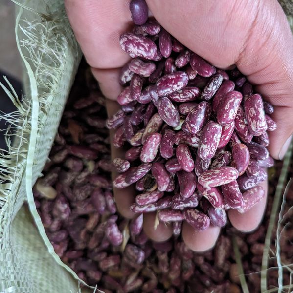 Rosecoco beans(White spackled red beans) from Tanzania supplied by AFRICA AGRICULTURE EXPORTERS (AAE) - Fresh Sweet Red Beans