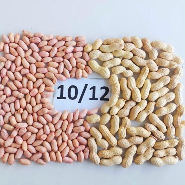 raw peaunts size 10/12 from 이집트 supplied by AL ALAMIA NUTS - 고품질 생땅콩